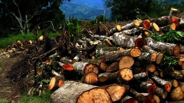 Medio Ambiente da marcha atrás y deroga resolución que prohibía aprovechamiento de madera bruta