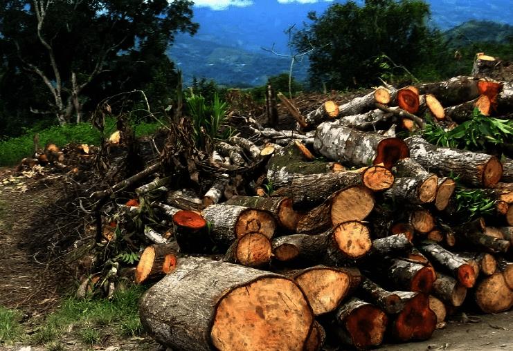 Medio Ambiente da marcha atrás y deroga resolución que prohibía aprovechamiento de madera bruta