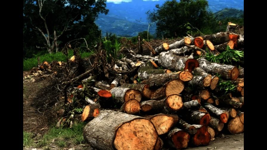 Medio Ambiente da marcha atrás y deroga resolución que prohibía aprovechamiento de madera bruta