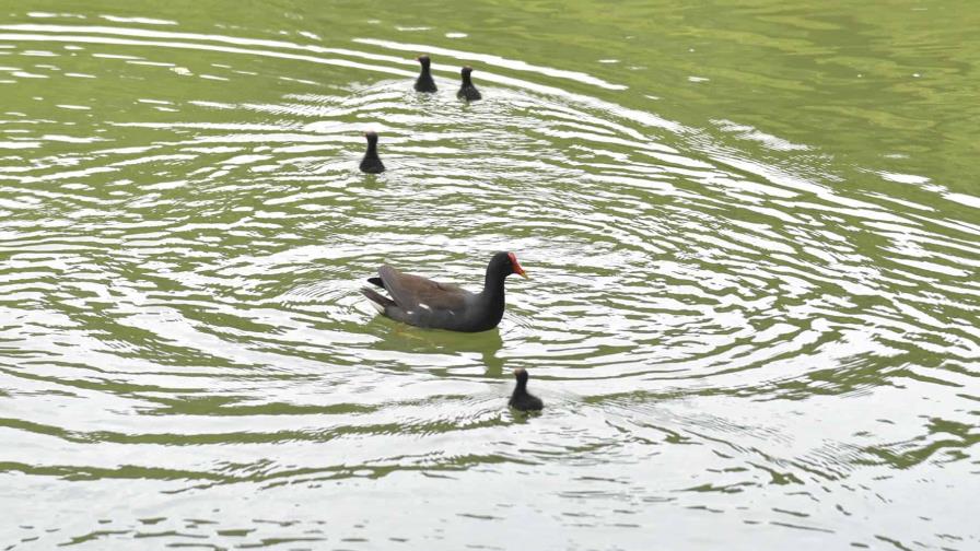 En República Dominicana hay 318 especies de aves