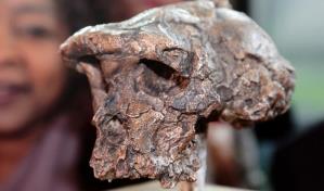 La humanidad caminaba hace 7 millones de a&ntilde;os, pero tambi&eacute;n trepaba a los &aacute;rboles