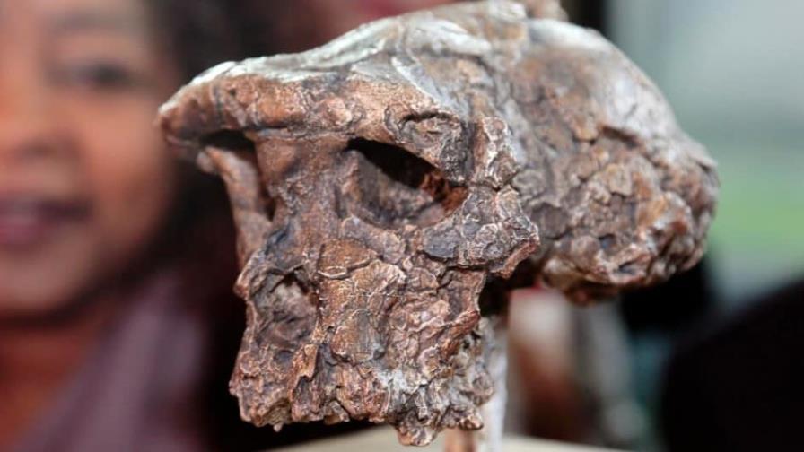 La humanidad caminaba hace 7 millones de años, pero también trepaba a los árboles