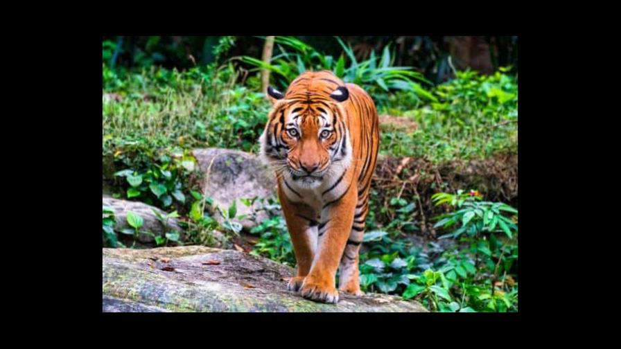 La población de tigres creció un 40 % a nivel mundial en 12 años, según Putin La población de tigres creció un 40 % a nivel mundial en 12 años, según Putin