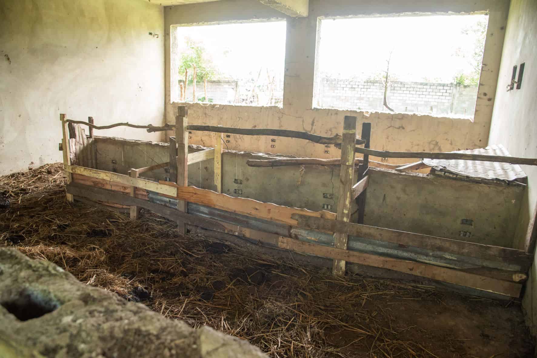 Un aula donde se les echa alimentos a las vacas