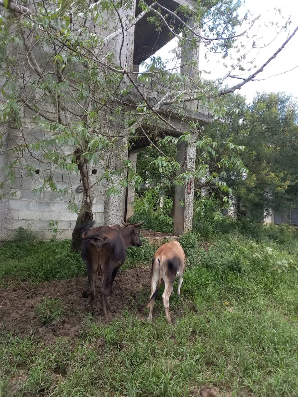 Los animales son llevados al caer la tarde al lugar.