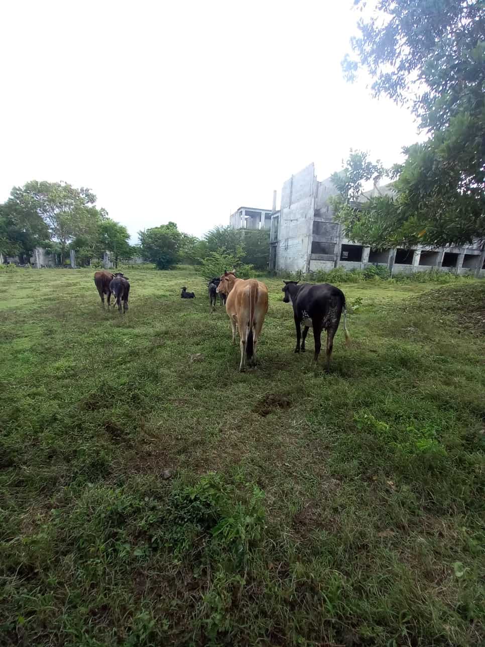 Las vacas entran en la noche, no se sabe el nombre del propietario