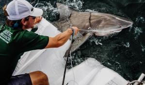 Los ataques de tiburón “suenan” más, pero seguimos sin estar en el menú