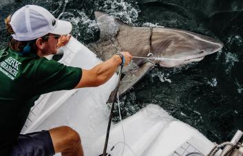 Los ataques de tiburón “suenan” más, pero seguimos sin estar en el menú