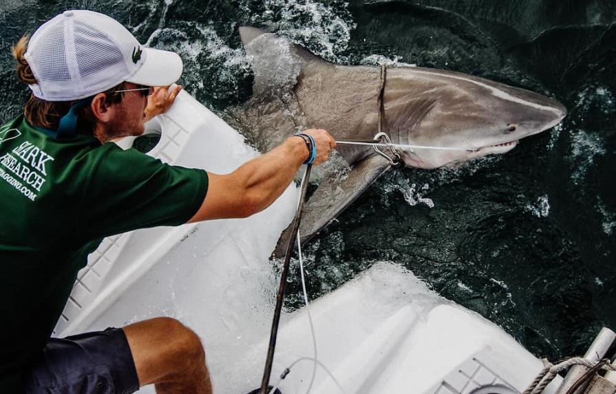 Los ataques de tiburón “suenan” más, pero seguimos sin estar en el menú