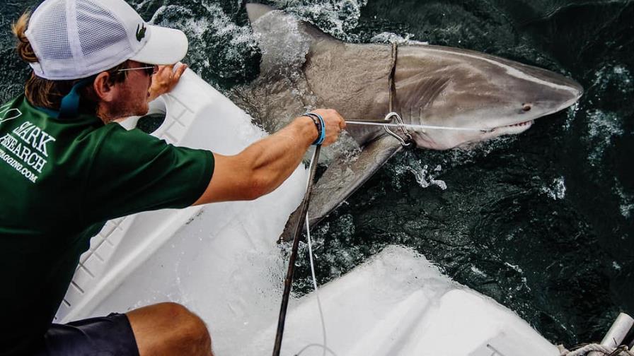 Los ataques de tiburón “suenan” más, pero seguimos sin estar en el menú