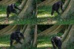 Los chimpancés tienen un sentido del ritmo muy personal Los chimpancés tienen un sentido del ritmo muy personal