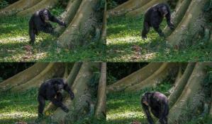 Los chimpancés tienen un sentido del ritmo muy personal Los chimpancés tienen un sentido del ritmo muy personal