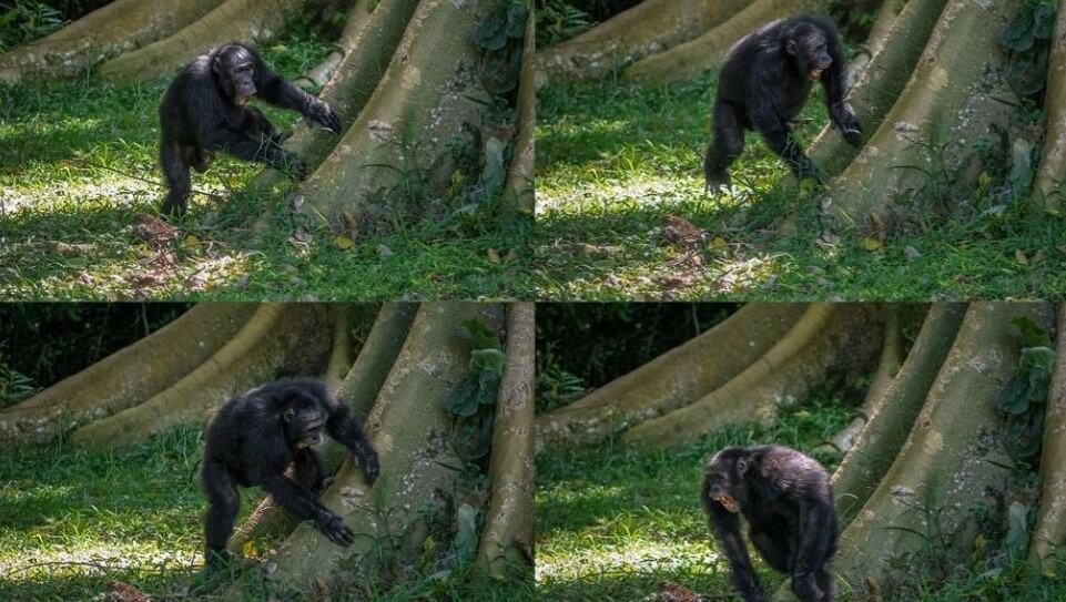 Los chimpancés tienen un sentido del ritmo muy personal