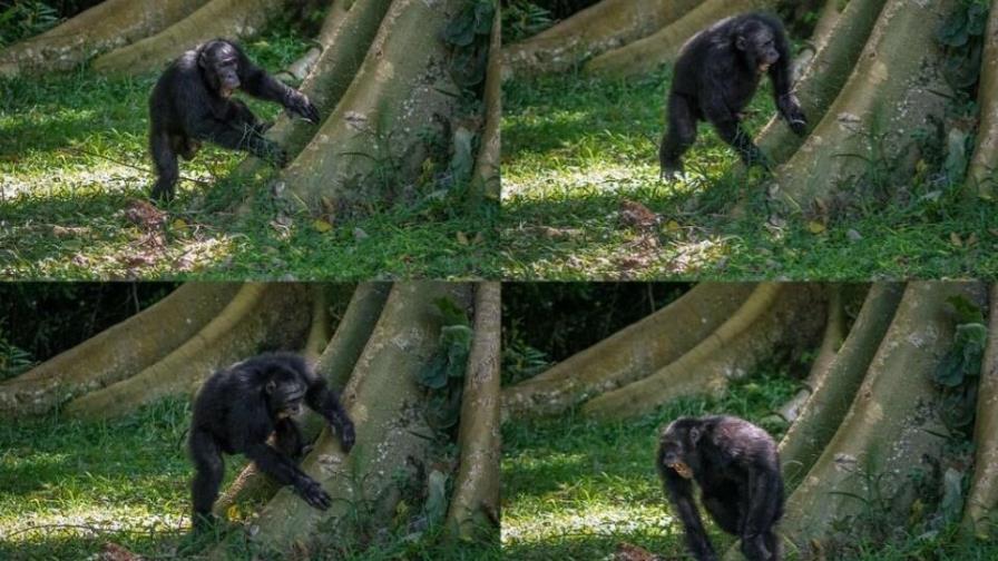 Los chimpancés tienen un sentido del ritmo muy personal