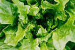 Empresa de verduras en California retira lechuga por posible vínculo con ciclosporiasis