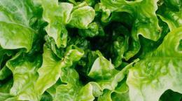 Empresa de verduras en California retira lechuga por posible v&iacute;nculo con ciclosporiasis