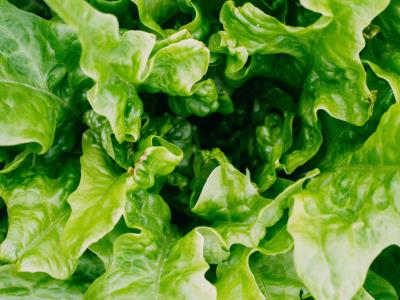 Brote de ciclosporiasis afecta a restaurantes que usan lechuga