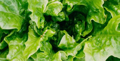 Empresa de verduras en California retira lechuga por posible v&iacute;nculo con ciclosporiasis