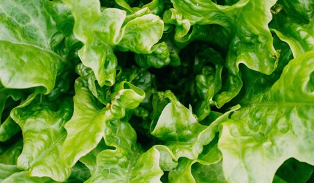 Los altos precios de la lechuga y el brote de diarrea explosiva complican a restaurantes en EE. UU.