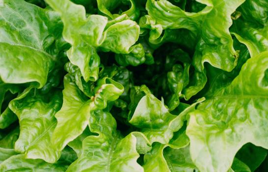 Los precios de la lechuga y el brote de diarrea explosiva complican a restaurantes en EE. UU.