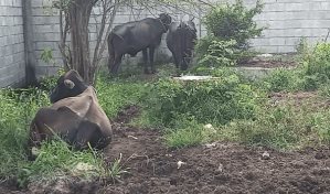 ¿Una escuela para vacas?