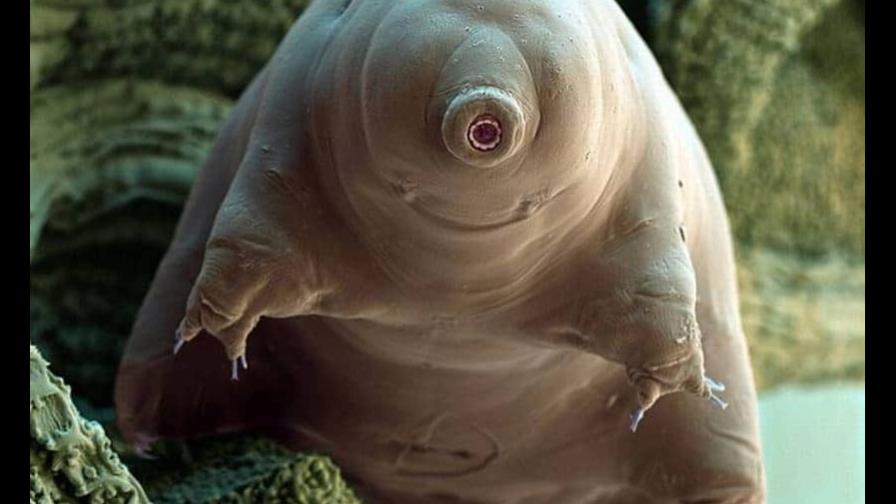 Descubren cómo el animal más resistente aguanta la deshidratación por años