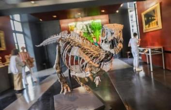Se subasta en París un dinosaurio de 150 millones de años muy bien conservado