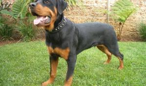 Adolescente mordido por perros en Haras Nacionales fue ingresado a hospital