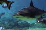Una turista estadounidense muere por ataque de tiburón en Bahamas Una turista estadounidense muere por ataque de tiburón en Bahamas