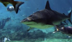 Una turista estadounidense muere por ataque de tiburón en Bahamas