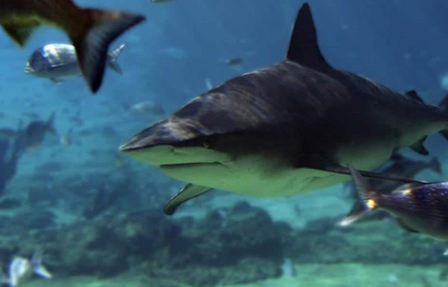 Una turista estadounidense muere por ataque de tiburón en Bahamas