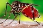 Hospitales infantiles suman 36 internamientos por dengue Hospitales infantiles suman 36 internamientos por dengue
