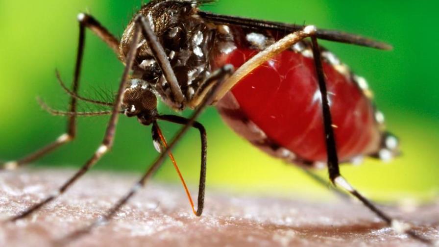 Hospitales infantiles suman 36 internamientos por dengue Hospitales infantiles suman 36 internamientos por dengue