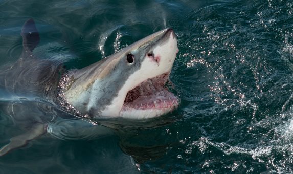Muere mujer estadounidense tras ataque de tiburón en las Bahamas