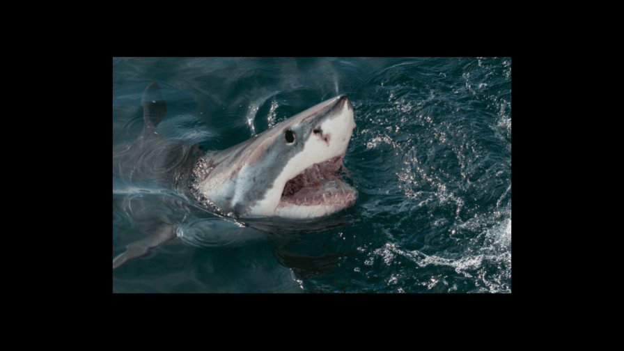 Muere mujer estadounidense tras ataque de tiburón en las Bahamas