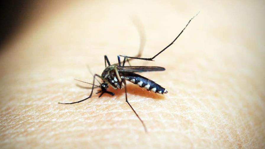 Los casos de dengue están aumentando en San pedro de Macorís