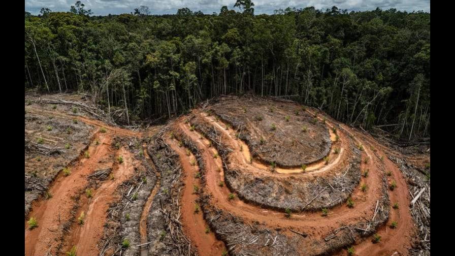 Indonesia y Noruega firman acuerdo sobre deforestación