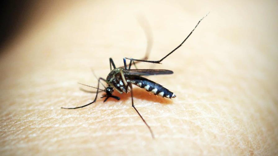 Estas bebidas hacen que los mosquitos te piquen más Estas bebidas hacen que los mosquitos te piquen más