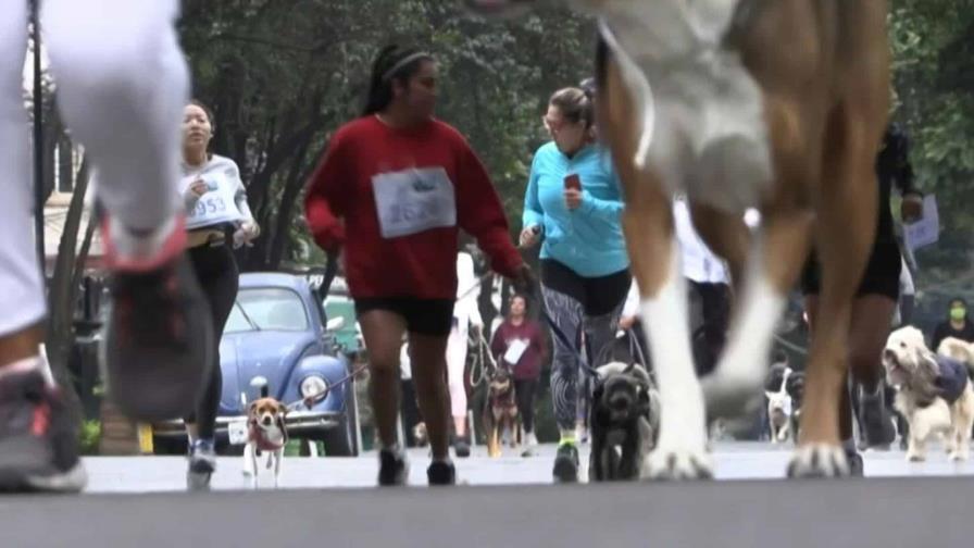 Perritos en fuga, la carrera canina en Ciudad de México
