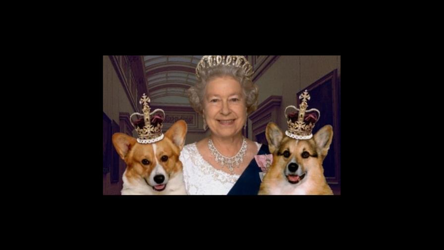 El árbol genealógico de los más de 30 perros corgis que tuvo Isabel II