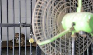 India se prepara a acoger guepardos para reintroducir la especie