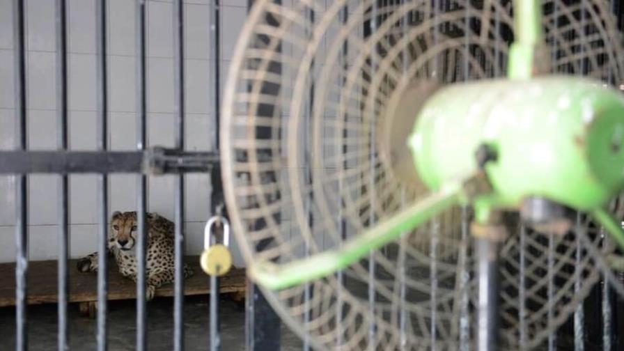 India se prepara a acoger guepardos para reintroducir la especie India se prepara a acoger guepardos para reintroducir la especie