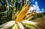 ¿Por qué en RD no se produce maíz a gran escala en vez de cultivarlo en Guyana?