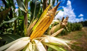 ¿Por qué en RD no se produce maíz a gran escala en vez de cultivarlo en Guyana?