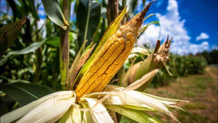 ¿Por qué en RD no se produce maíz a gran escala en vez de cultivarlo en Guyana?