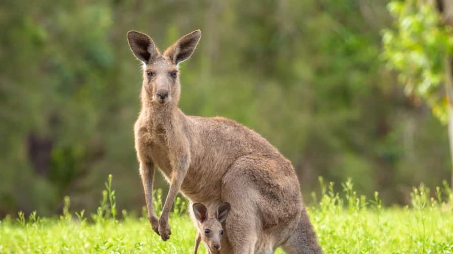 Un canguro mata a un hombre en Australia por primera vez en 86 años