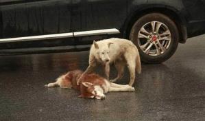 ¿Qué debe hacer un conductor si atropella a un animal?