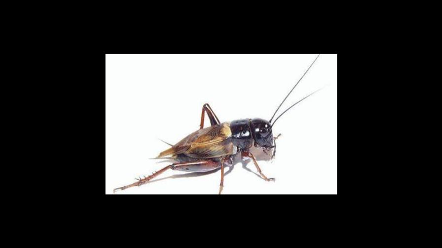 Los grillos ganan adeptos como alimento saludable Los grillos ganan adeptos como alimento saludable