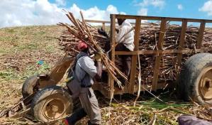 Industria azucarera agradece reconocimiento de EEUU a mejoras del sector
