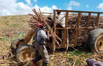 Industria azucarera agradece reconocimiento de EEUU a mejoras del sector